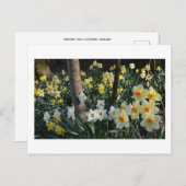 Daffodil Dell: Cheshire, England Postcard Postkarte (Vorne/Hinten)