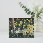 Daffodil Dell: Cheshire, England Postcard Postkarte (Stehend Vorderseite)