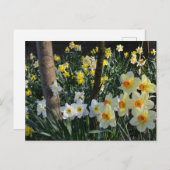 Daffodil Dell: Cheshire, England Postcard Postkarte (Vorne/Hinten)