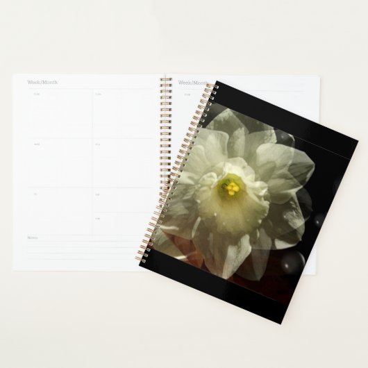 Daffodil Dreams Planer (Anzeige)