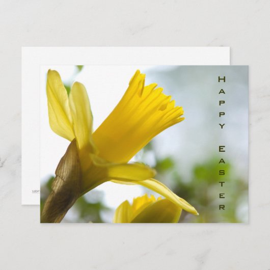 Daffodil • Easter Postcard Feiertagspostkarte (Vorne/Hinten)