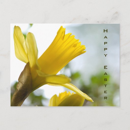 Daffodil  • Easter Postcard Feiertagspostkarte (Vorderseite)
