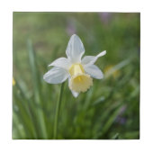 Daffodil Fliese (Vorderseite)