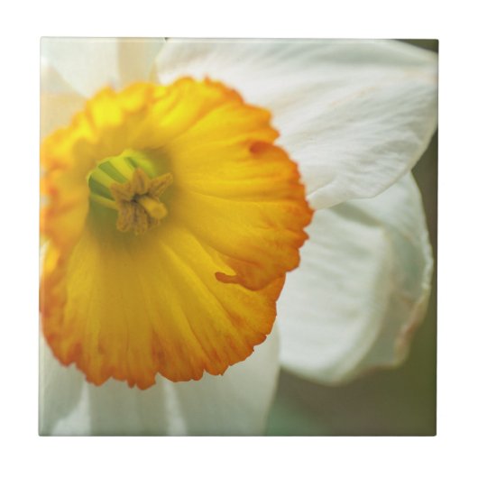 Daffodil Fliese (Vorderseite)