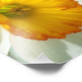 Daffodil Fotodruck (Ecke)