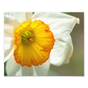 Daffodil Fotodruck