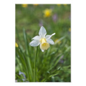 Daffodil Fotodruck (Vorne)