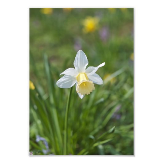 Daffodil Fotodruck (Vorne)
