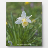 Daffodil Fotoplatte (Vorderseite)