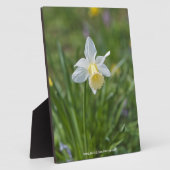 Daffodil Fotoplatte (Seite)