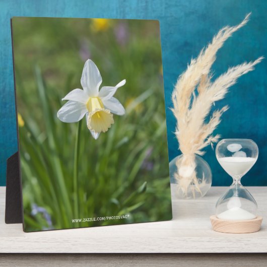 Daffodil Fotoplatte (Seite)