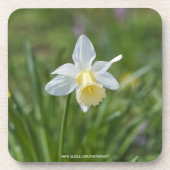 Daffodil Getränkeuntersetzer (Vorderseite)