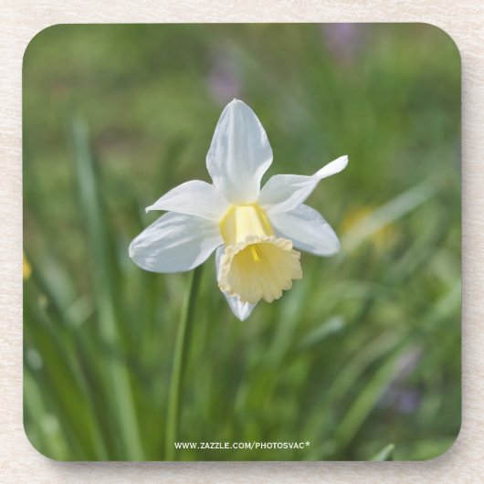 Daffodil Getränkeuntersetzer (Vorderseite)