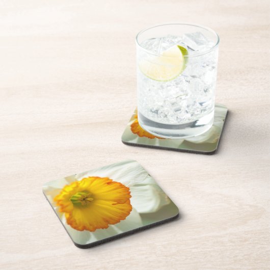 Daffodil Getränkeuntersetzer (Rechte Seite)