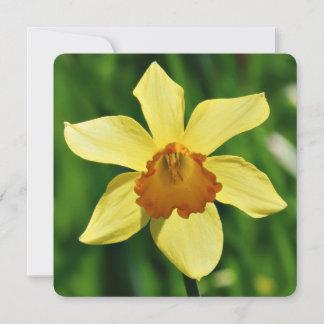 Daffodil Greetings Card Karte