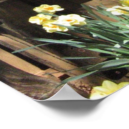 Daffodil Hill Barn Poster (Ecke)