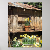 Daffodil Hill Barn Poster (Vorne)