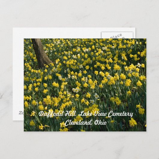 Daffodil Hill - Gelbe und weiße Blume Postkarte (Vorne/Hinten)