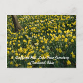 Daffodil Hill - Gelbe und weiße Blume Postkarte (Vorderseite)