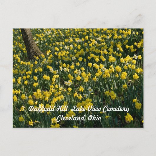 Daffodil Hill - Gelbe und weiße Blume Postkarte (Vorderseite)