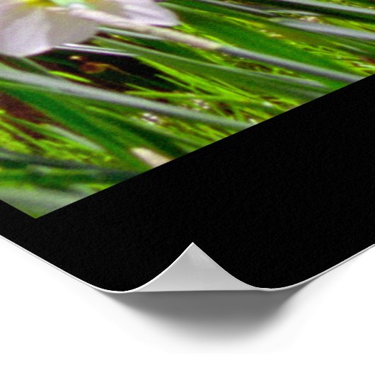 Daffodil Hill Poster (Ecke)