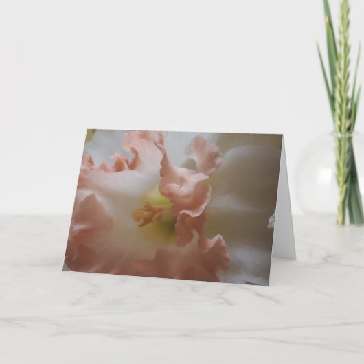 Daffodil Karte (Vorderseite)