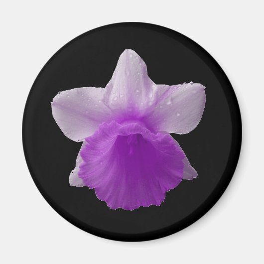 Daffodil Lila Magnet (Vorne)