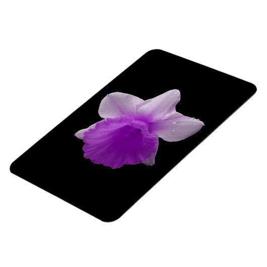 Daffodil Lila Premium Magnet (Linke Seite)