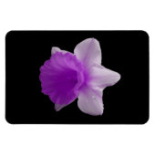 Daffodil Lila Premium Magnet (Horizontal)