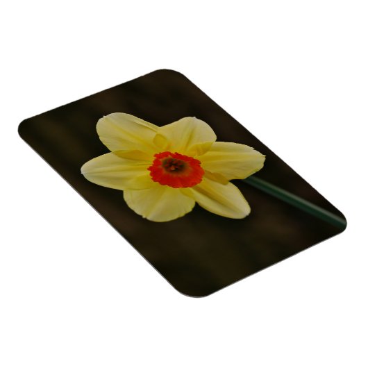 Daffodil Magnet (Rechte Seite)