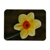 Daffodil Magnet (Horizontal)