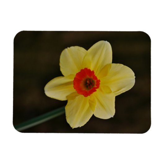 Daffodil Magnet (Horizontal)