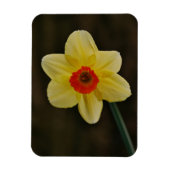 Daffodil Magnet (Vertikal)