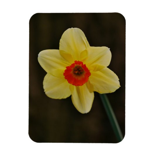 Daffodil Magnet (Vertikal)