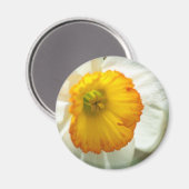 Daffodil Magnet (Vorderseite/Rückseite)