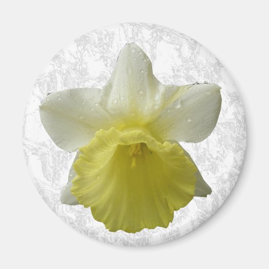 Daffodil Magnet (Vorne)