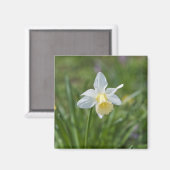Daffodil Magnet (Vorderseite/Rückseite)