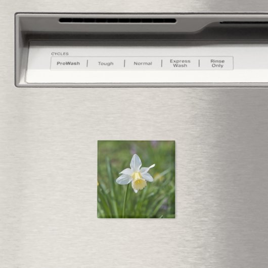 Daffodil Magnet (In Situ (Geschirrspüler))