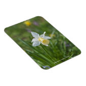 Daffodil Magnet (Rechte Seite)