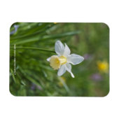 Daffodil Magnet (Horizontal)