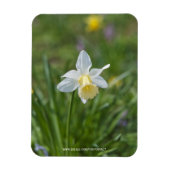Daffodil Magnet (Vertikal)