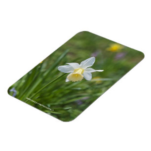 Daffodil Magnet
