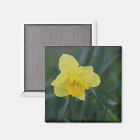 Daffodil Magnet (Vorderseite/Rückseite)