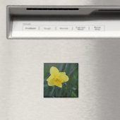 Daffodil Magnet (In Situ (Geschirrspüler))
