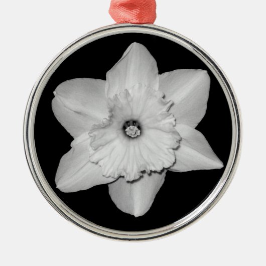 Daffodil Nah-up (B&W) Ornament (Vorne)