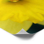 Daffodil nah-up poster (Ecke)