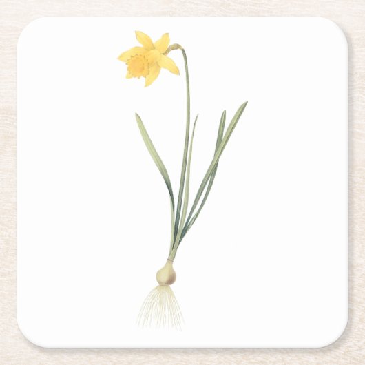 daffodil (Narcissus pseudo-narcissus) von Redouté Rechteckiger Pappuntersetzer (Vorderseite)