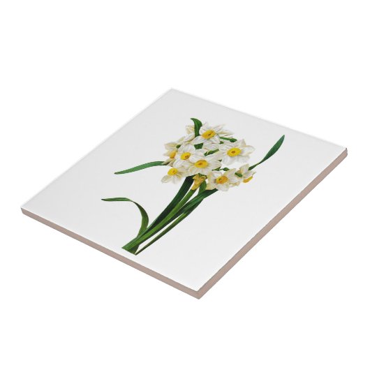 Daffodil oder Narcissus von Pierre Joseph Redoute Fliese (Seite)
