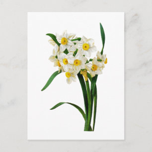 Daffodil or Narcissus By Pierre Joseph Redoute Postkarte
