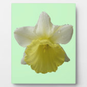 Daffodil Plaque Fotoplatte (Vorderseite)